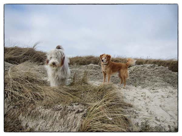 Expertengipfel mit Bobby in Ording