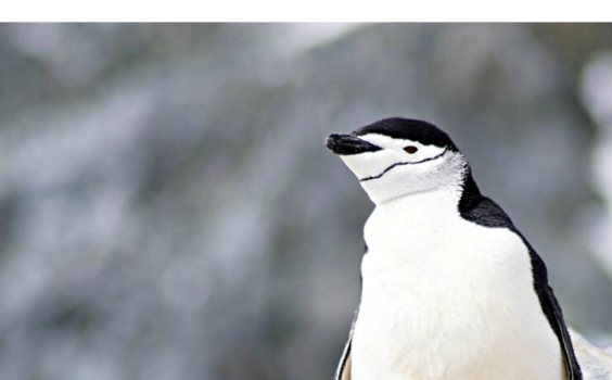 Penguin Days – Meine Reise in die Antarktis (EPUB)