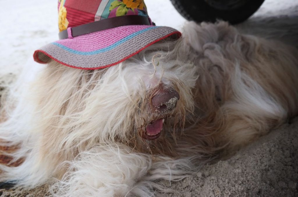 Roadtrip mit Ente und Bearded Collie