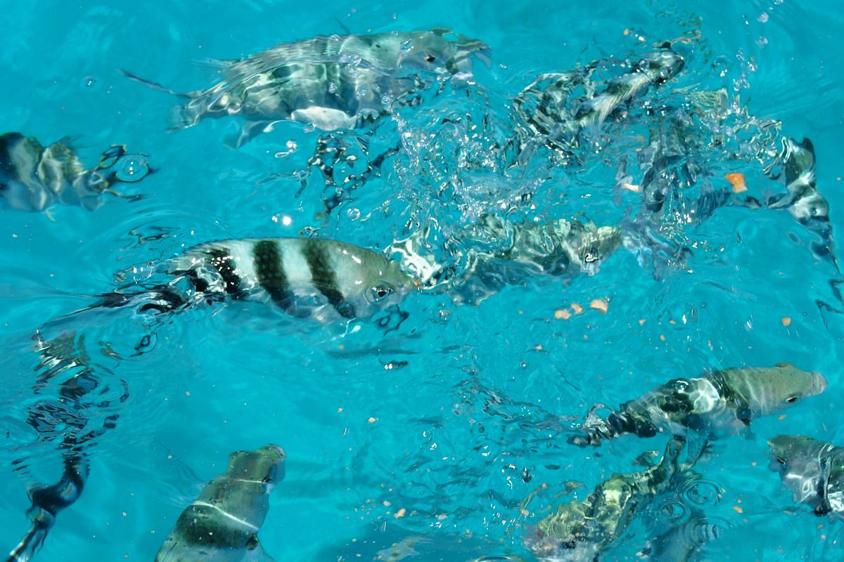 Schnorcheln in Thailand