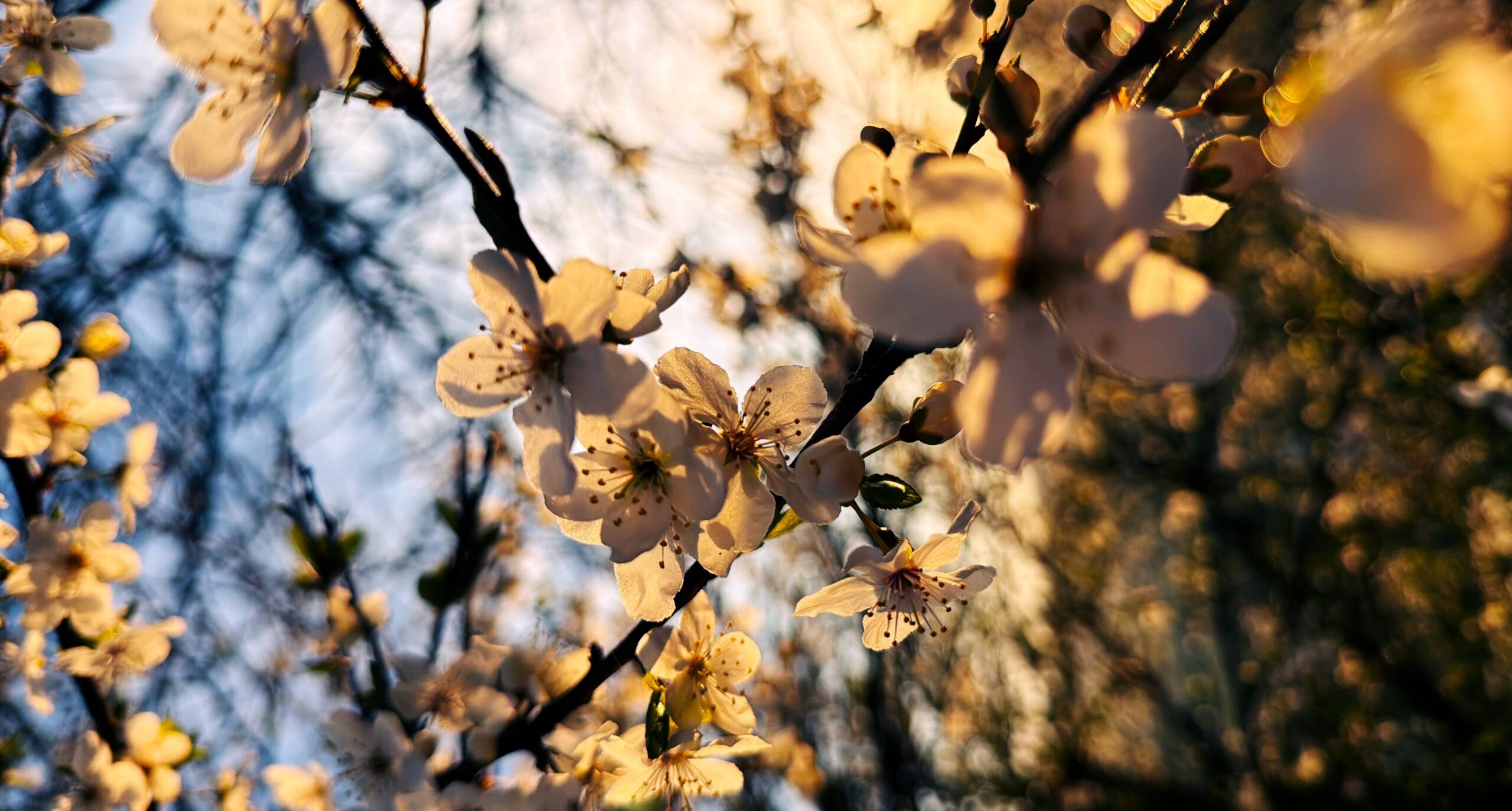 Schlagwort: Immermannstraße