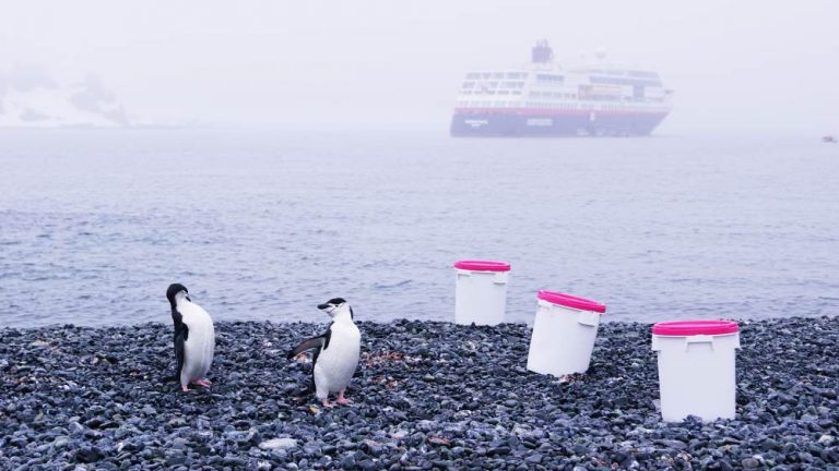 Zu Besuch bei den Zügelpinguinen auf Half Moon Island Antarktis
