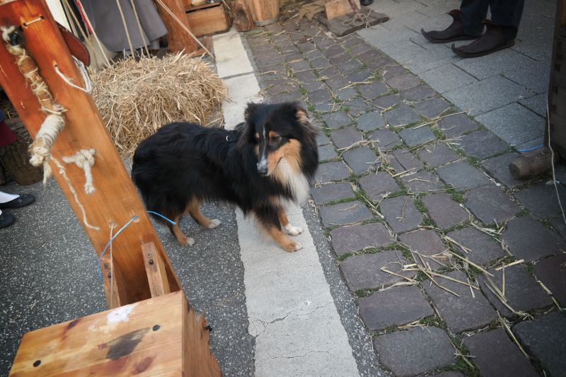 Der historisch interessierte Hund