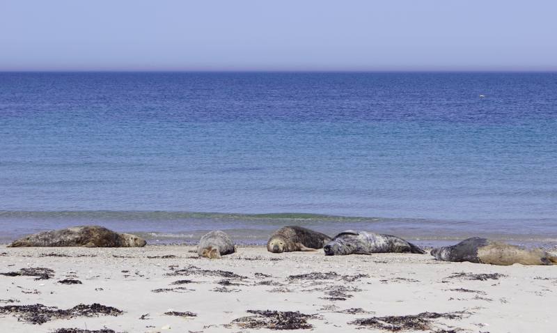 Robben auf Helgoland