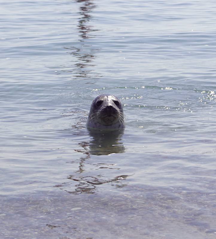 Seehund vor Helgoland
