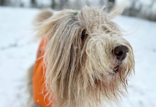 Schnee in Oslo. der sechste Julchen-Krimi