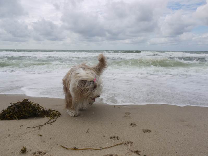 Wie wild, das Meer!