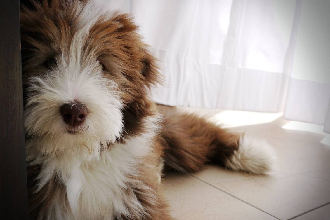 Bearded Collie Julchen