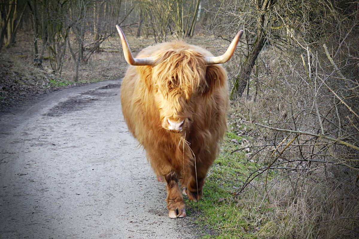 Die Dünen, das Urvieh und ich