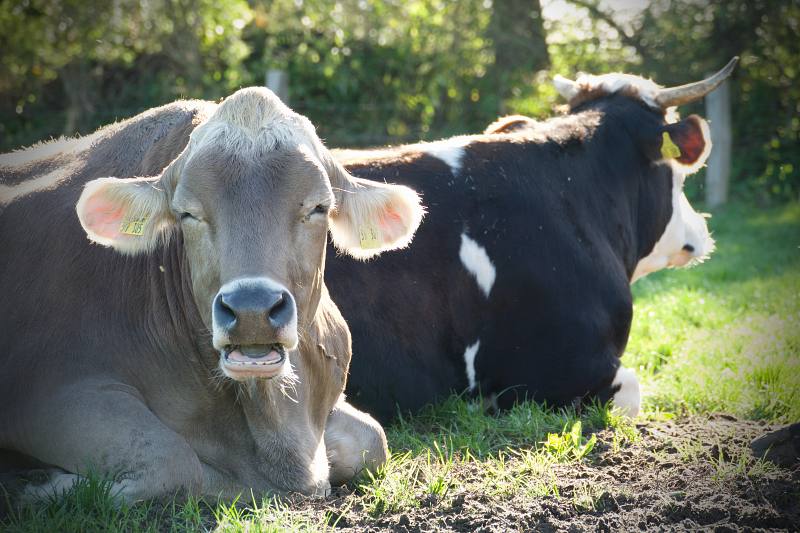 De koeien van boerderij Lüttje Drööm