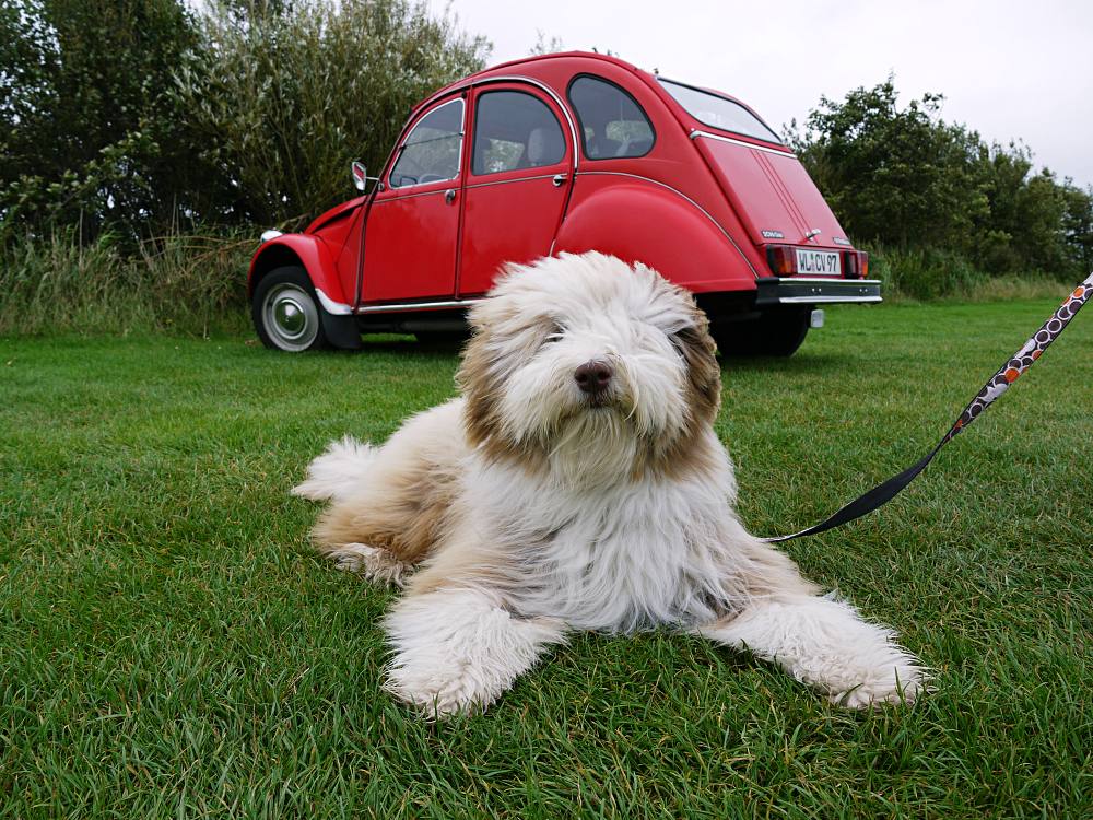 2CV Ente und Hund