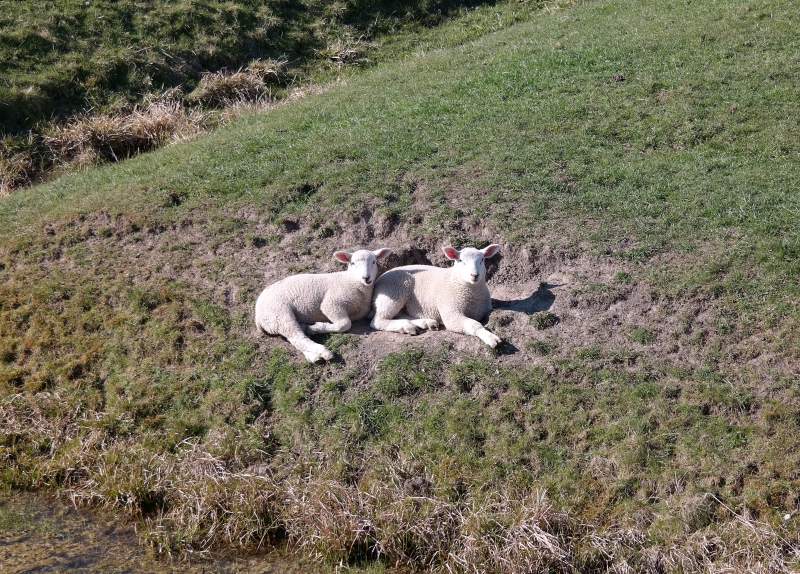 Wo die Lämmer chillen...