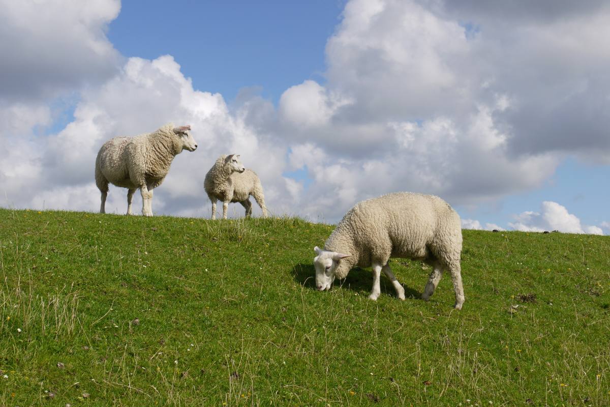 Schafe auf dem Deich