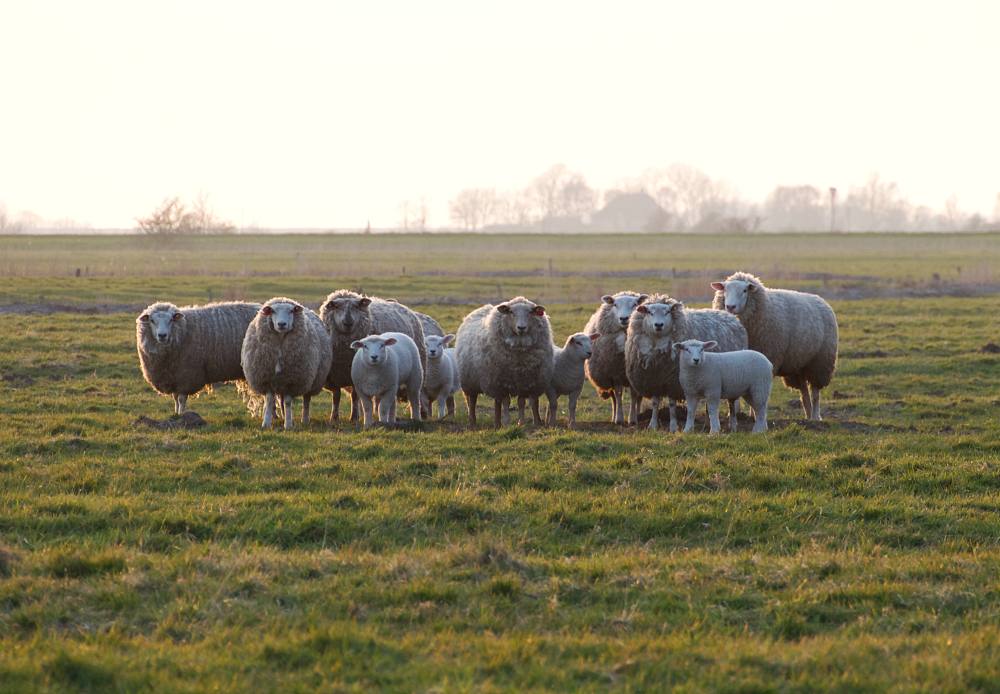 Schapen en lammeren in het voorjaar