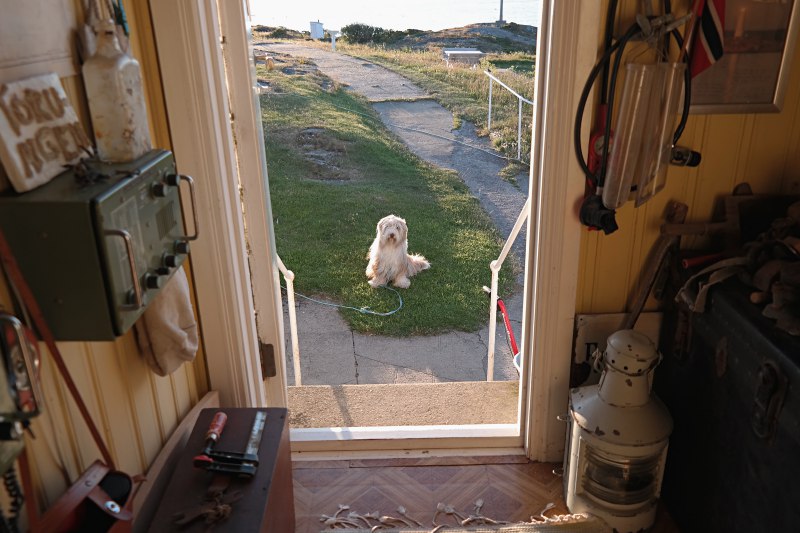 Der Hund wartet.
