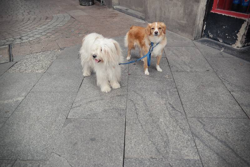 Brave Hunde in Bilbao